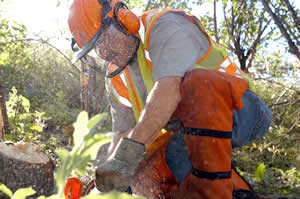 Forester cutting tree
