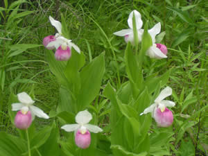 6 Lady's Slippers 