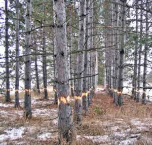 Stand of damaged trees