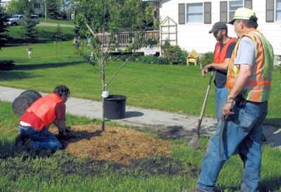 3 men planting a tree