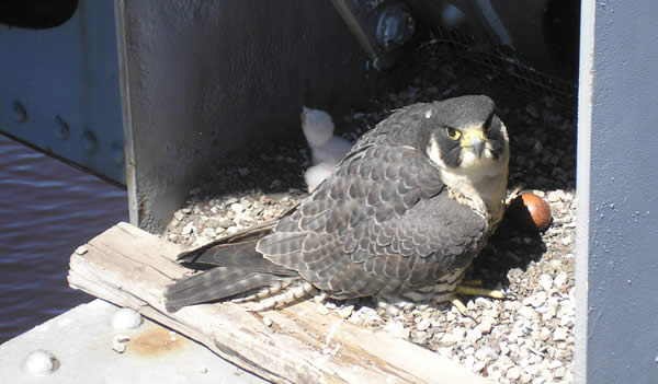 Falcon mom & chick in bridge