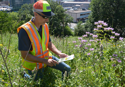 Photo of David Hanson identifying plants using noxious weed guide.