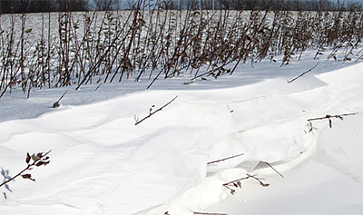 Photo of willow shrubs used as a living snow fence.