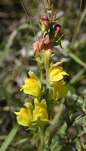 Photo of a Dalmatian Toadflax, noxious weed with yellow and orange-red flowers