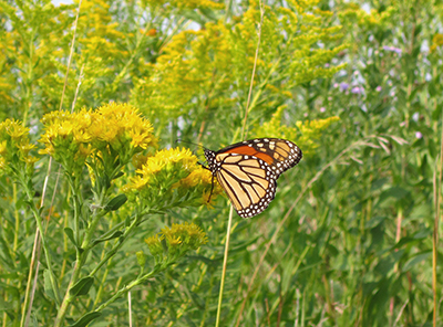 Photo of a monarch butterfly.